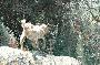 runaway goat