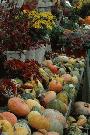 fall goodies