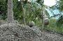 coconut toss 2
